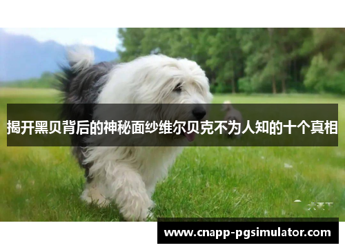 揭开黑贝背后的神秘面纱维尔贝克不为人知的十个真相 揭开黑贝背后的神秘面纱维尔贝克不为人知的十个真相